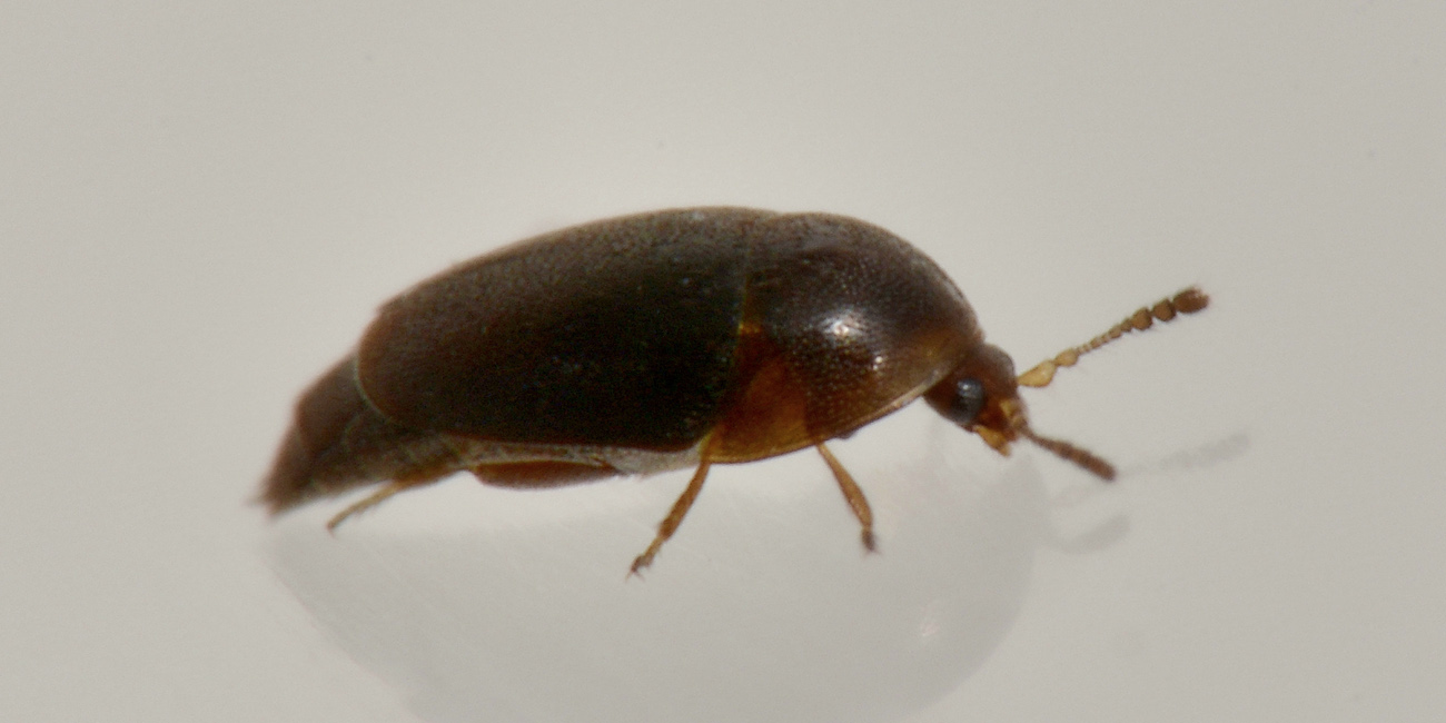 Corylophidae: Sericoderus lateralis? S